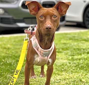 Photo of Lil Miss