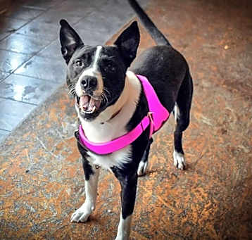 Photo of Sybil