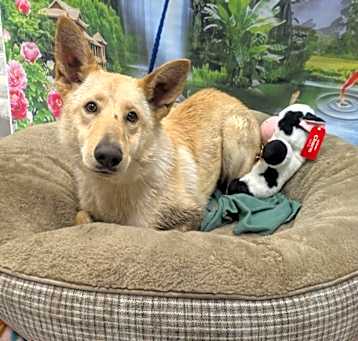 Photo of SHASTA