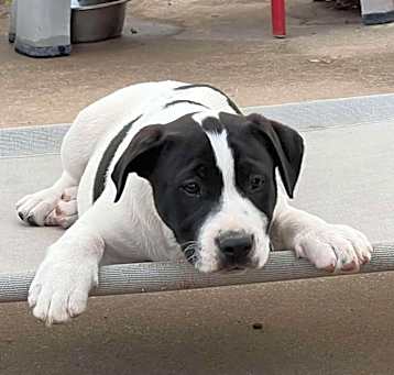 Photo of Valor