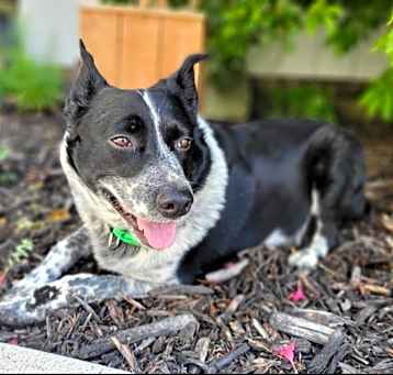 Photo of Pongo
