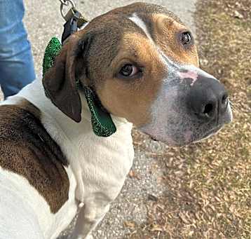 Photo of Pongo
