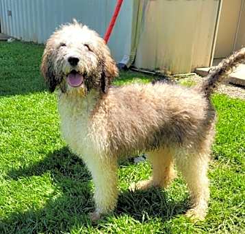 Photo of Sadie