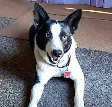 Photo of Petey