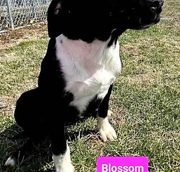 Photo of Blossom
