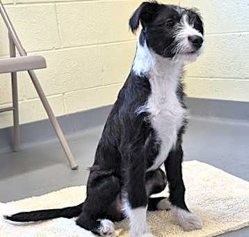 Photo of Tibby