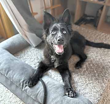 Photo of Shadow