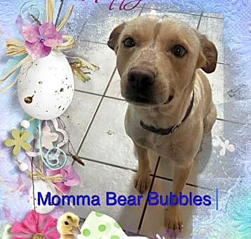 Photo of Bubbles
