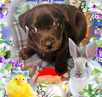 Photo of Bear