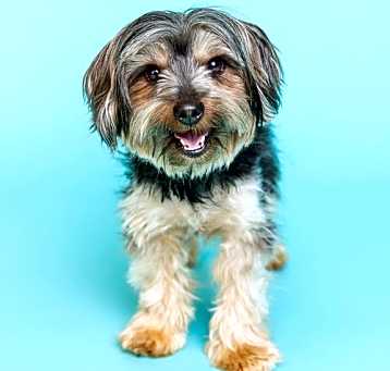 Photo of Dodger-OS