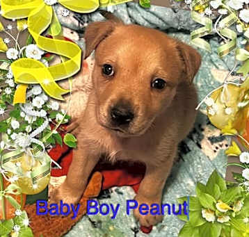 Photo of Peanut