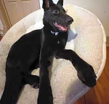 Photo of Coco