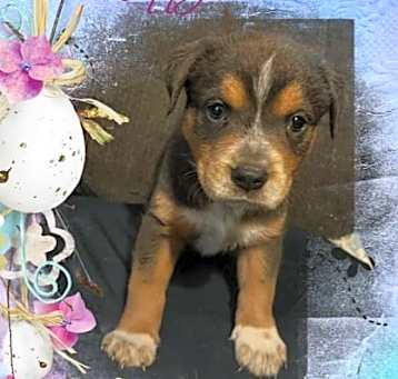 Photo of Teddy