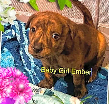 Photo of Ember