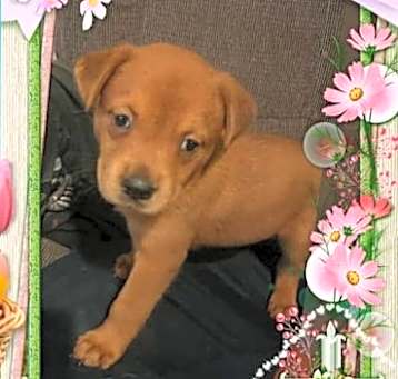 Photo of Ginger