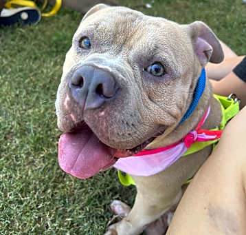 Photo of Gumbo (in foster)