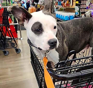 Photo of Ramona (in foster)