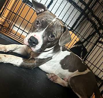 Photo of Sparrow (in foster)