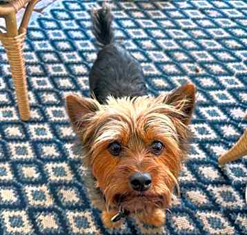 Photo of Brandy