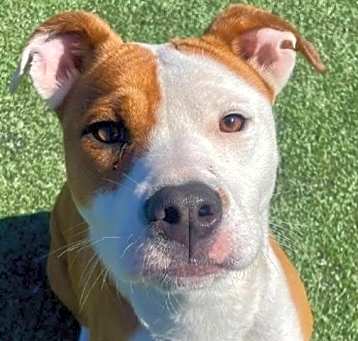 Photo of Dutchess