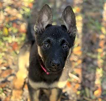 Photo of Green Litter Clover - Located in Florida