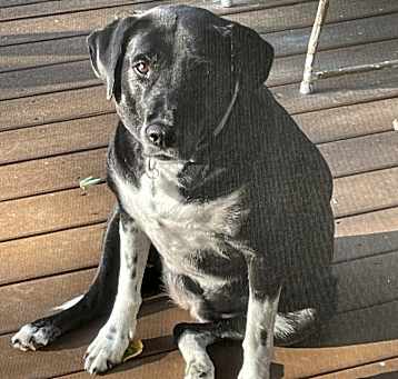 Photo of Willow