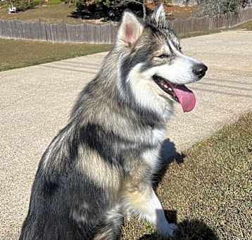 Photo of Ace