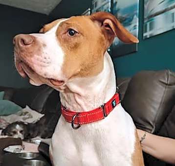 Photo of molly