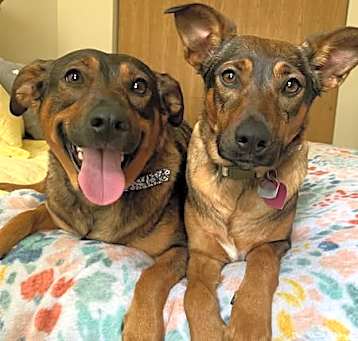 Photo of Rosie and lily