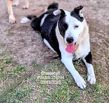 Photo of Cheeseball