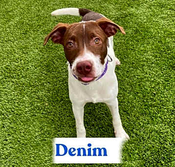 Photo of Denim