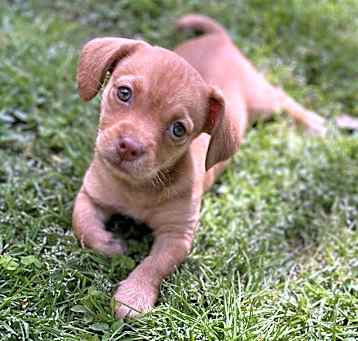 Photo of Izzy