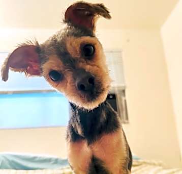 Photo of Bowser