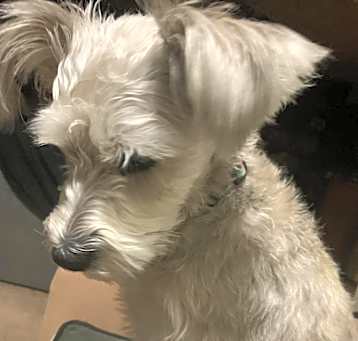 Photo of Lucy