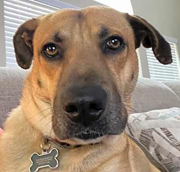 Photo of Waffle