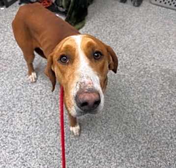 Photo of Scout