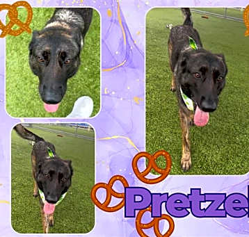 Photo of PRETZEL