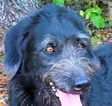 Photo of DANDY