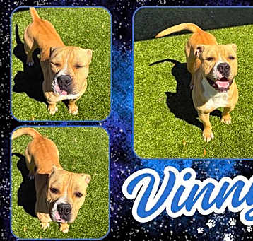 Photo of VINNY