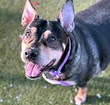 Photo of Daisy- In a Foster Home