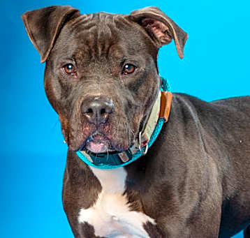 Photo of Buster
