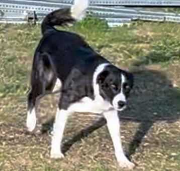 Photo of Oreo