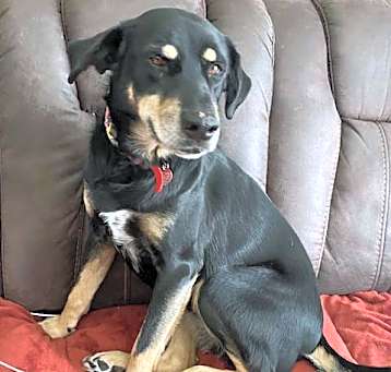 Photo of Luna