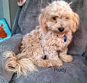 Photo of Rudy