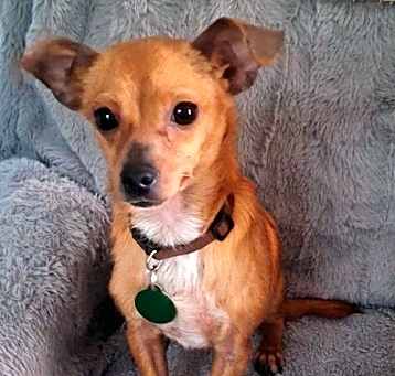 Photo of Corky