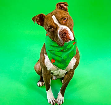 Photo of Benji