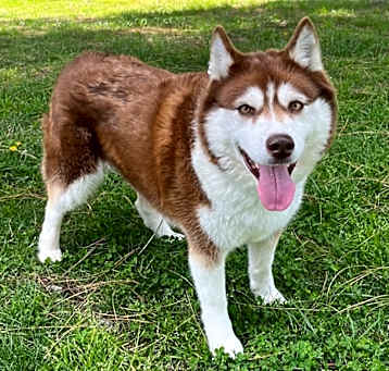 Photo of Canela A2158321