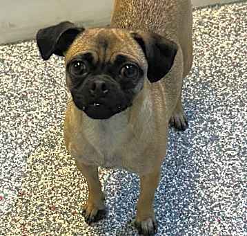 Photo of Dixie