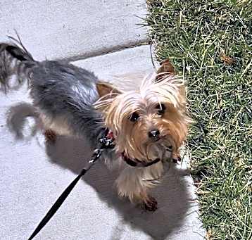 Photo of Bailey