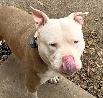 Photo of Ace